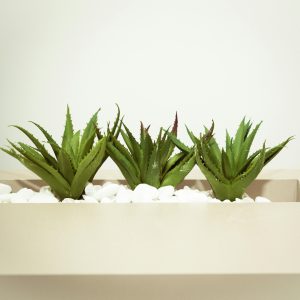 Phytothérapie Aloe Vera